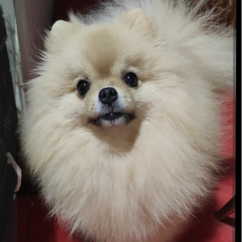 Natthapat Chantaranuan