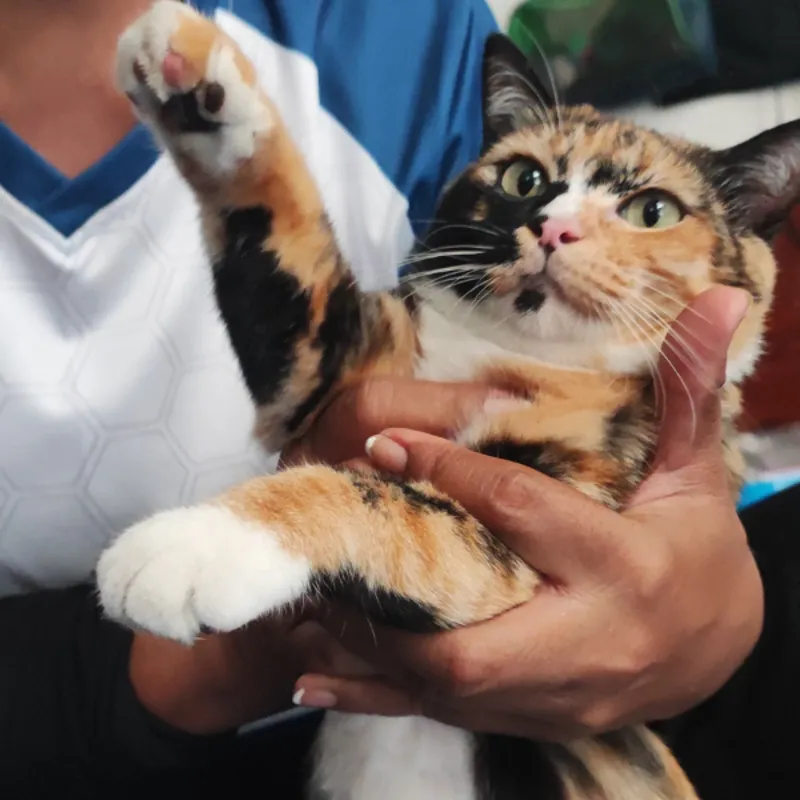 นพ ลิงน้อย