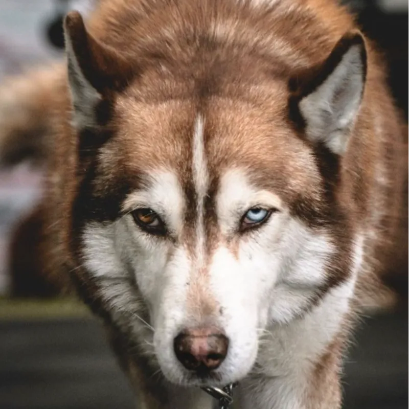 Abel Lozada Montes de Oca