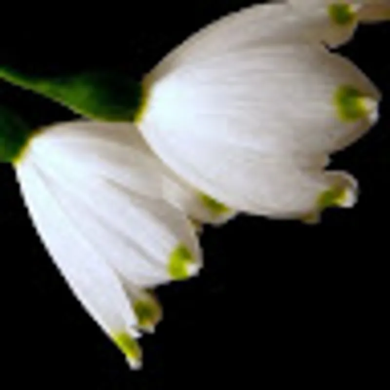 Alexandra van Dijkum