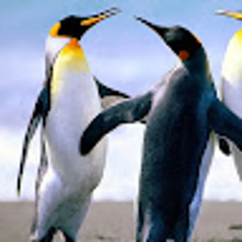 paulina morales villarreal