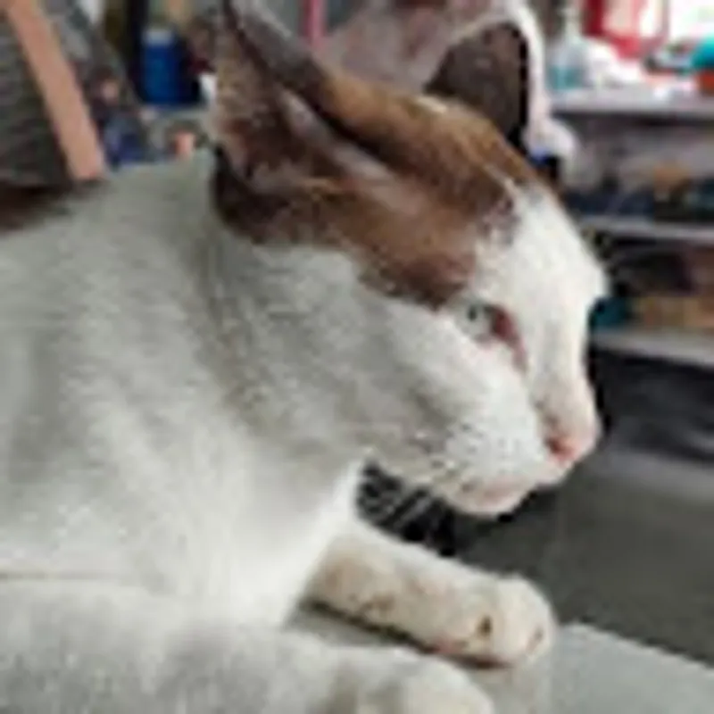 Prayong Manokwanhathai