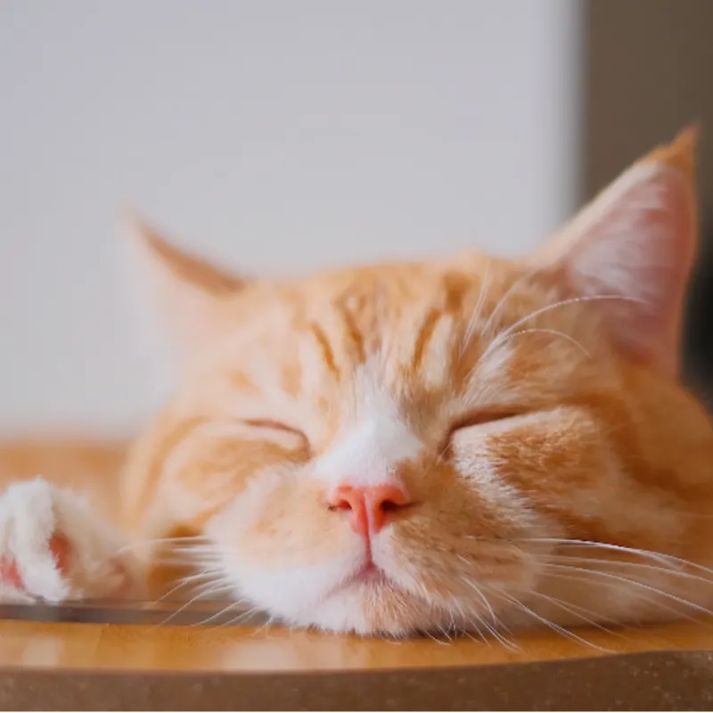 รเมศ ขันธ์หิรัญ