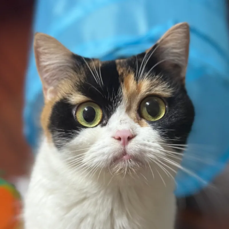 เกตุนภา ถิระเดชาพงศ์