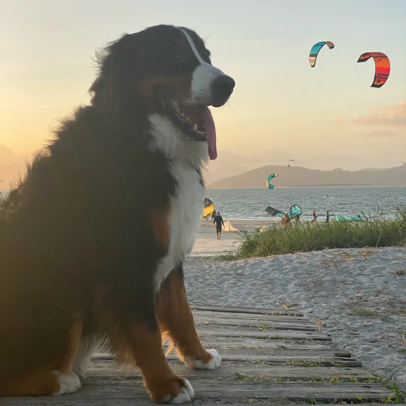 Carlos Alberto Álvarez Henríquez