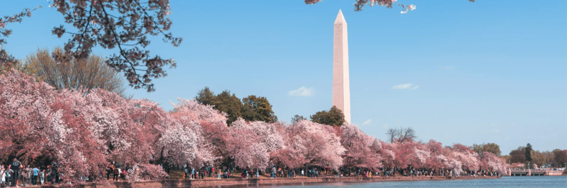 Cherry Blossom 10 Miler